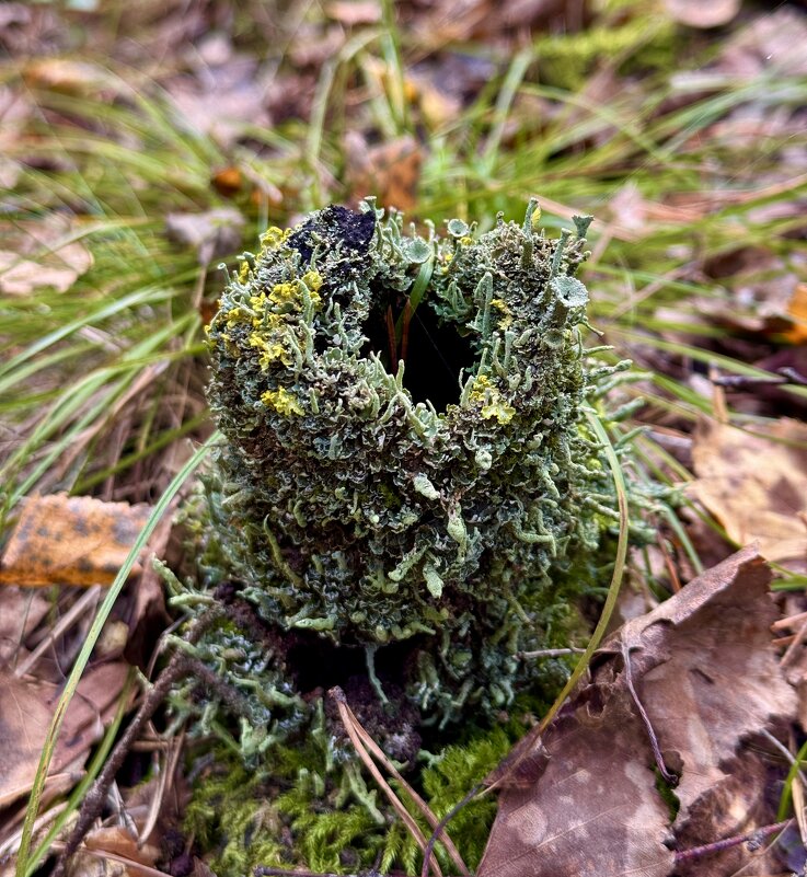 Микромир. Лесной замок из лишайников. - Сергей Адигамов Микромир. Лесной замок из лишайников. - Сергей Адигамов