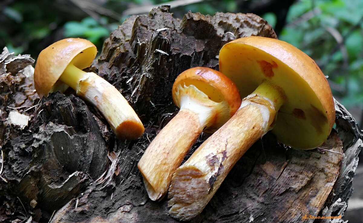 Маслёнок лиственничный - Андрей Заломленков