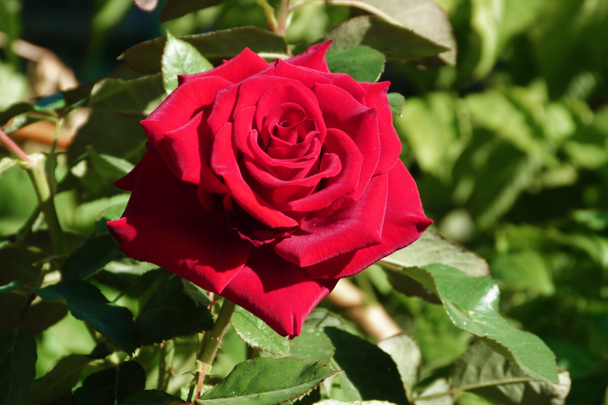 * - Валентин Семчишин