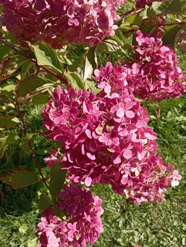 Гортензия все цветет - Елена Семигина