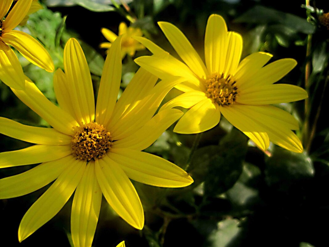 Солнечные - Елена Семигина Солнечные - Елена Семигина