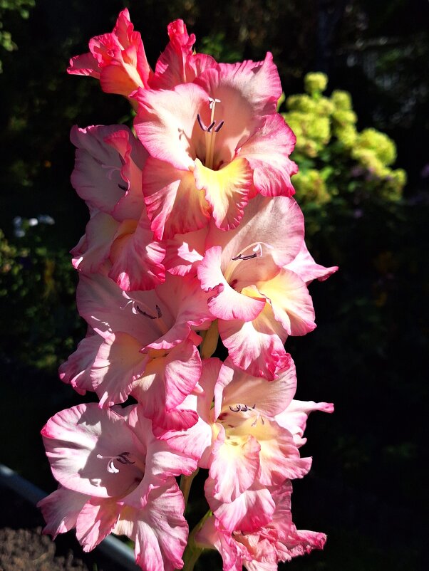 Гладиолус - Наталья 