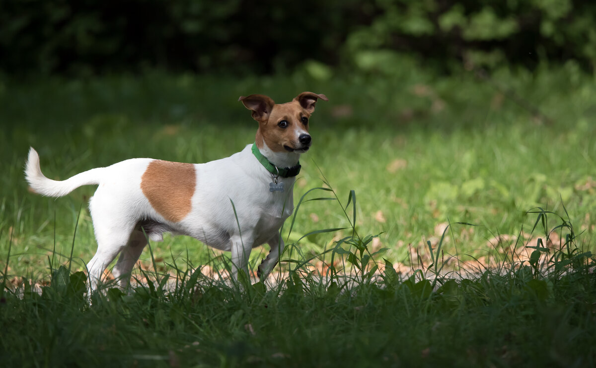 *** - Владимир Безбородов