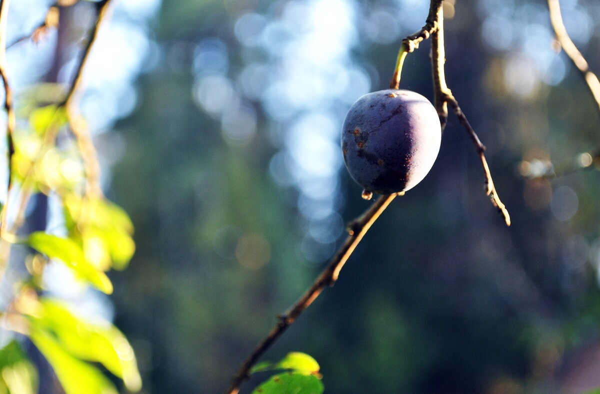 Обратная сторона Луны - AleksSPb Лесниченко