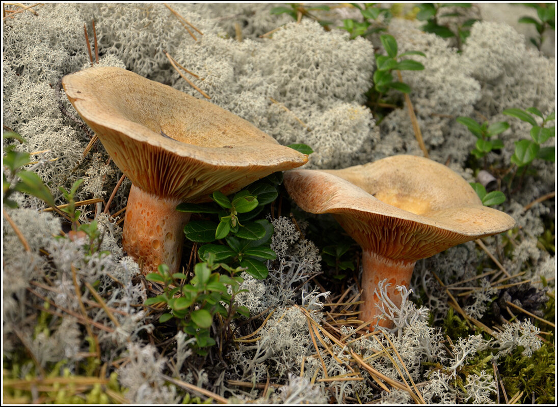 Рыжики - Aleksandr Gal