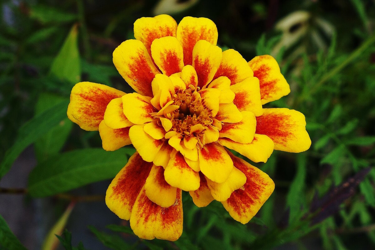 Бархатцы - Рита Симонова