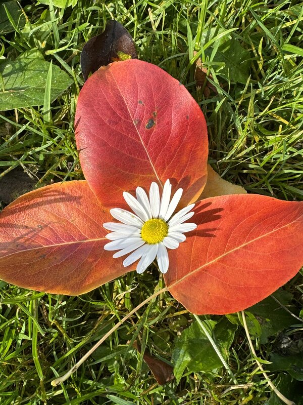 Неидеальная идеальность - Анна Камс Неидеальная идеальность - Анна Камс