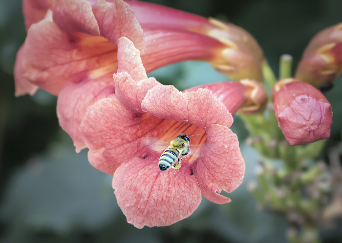 ..... - Шумер +