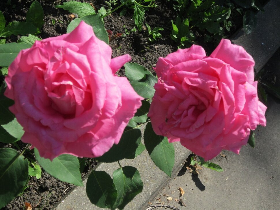 Две сестры - Дмитрий Никитин