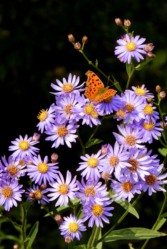 ** - Vlad Сергиевич ** - Vlad Сергиевич