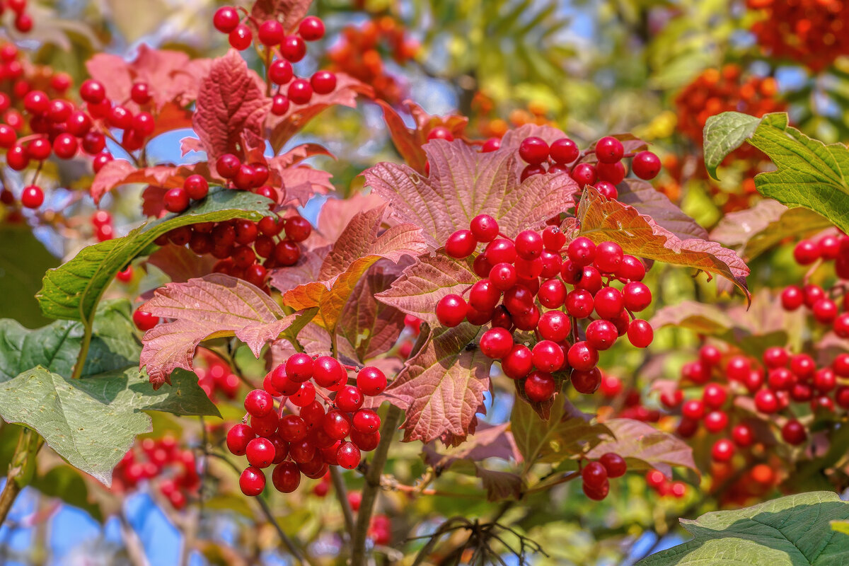Осень - Владимир Колесников