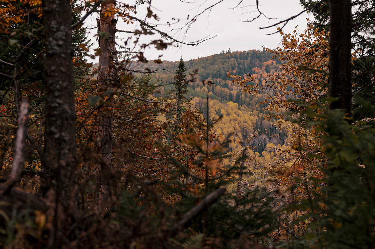 В глубине таёжного леса. - Вадим Басов