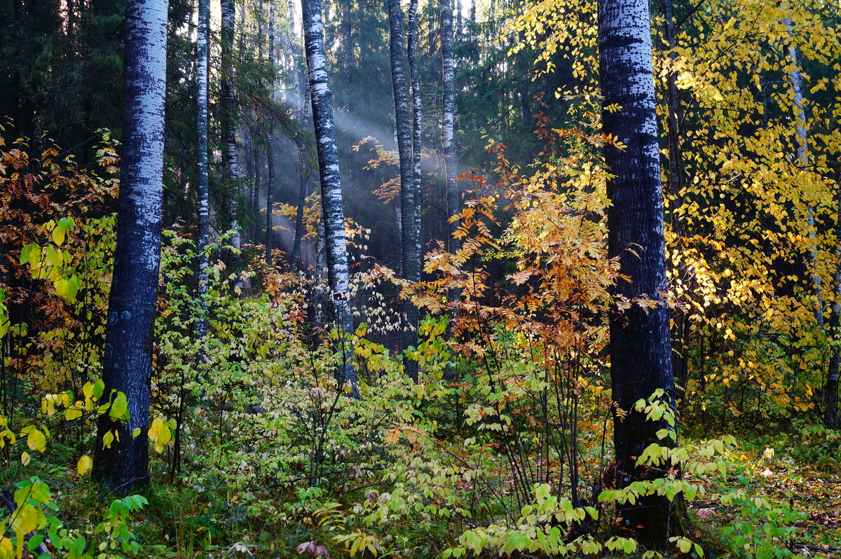 Утро в лесу - Сергей Ц