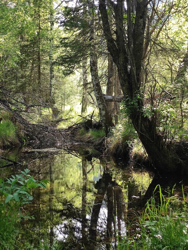 --- - Сергей Капицин