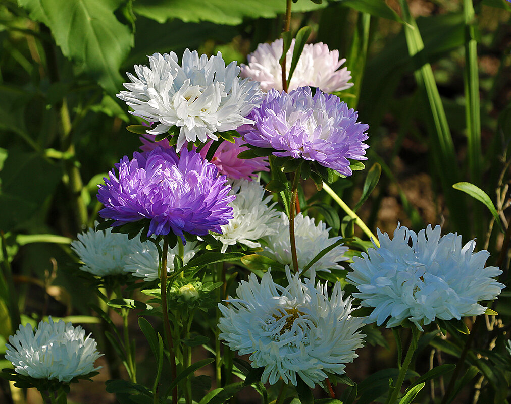 Семейка астр - Светлана 
