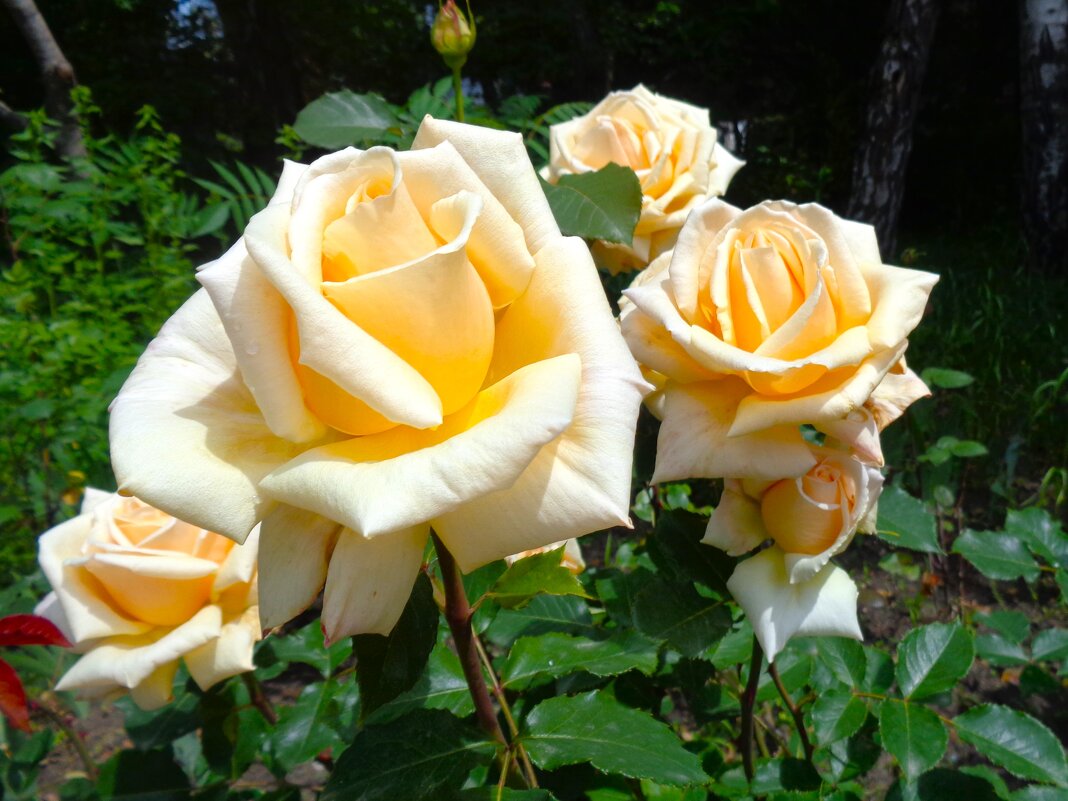 Розы - Наталья 