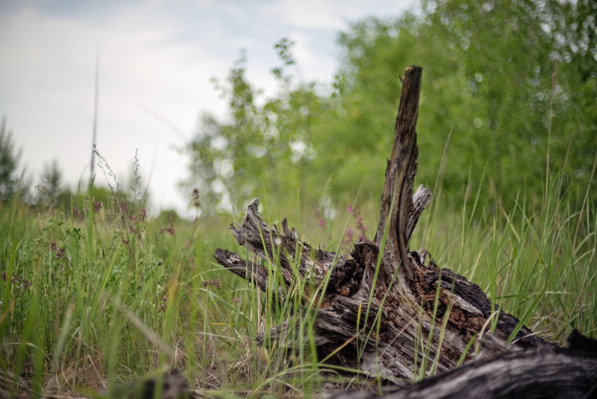 Коряг - sorovey Sol