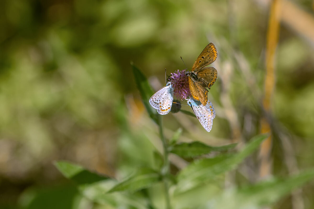 Три грации. - Дина Евсеева