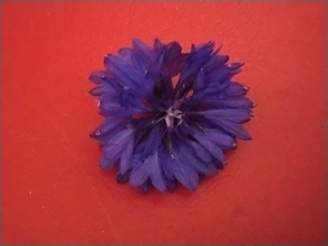 Василёк - Дмитрий Никитин