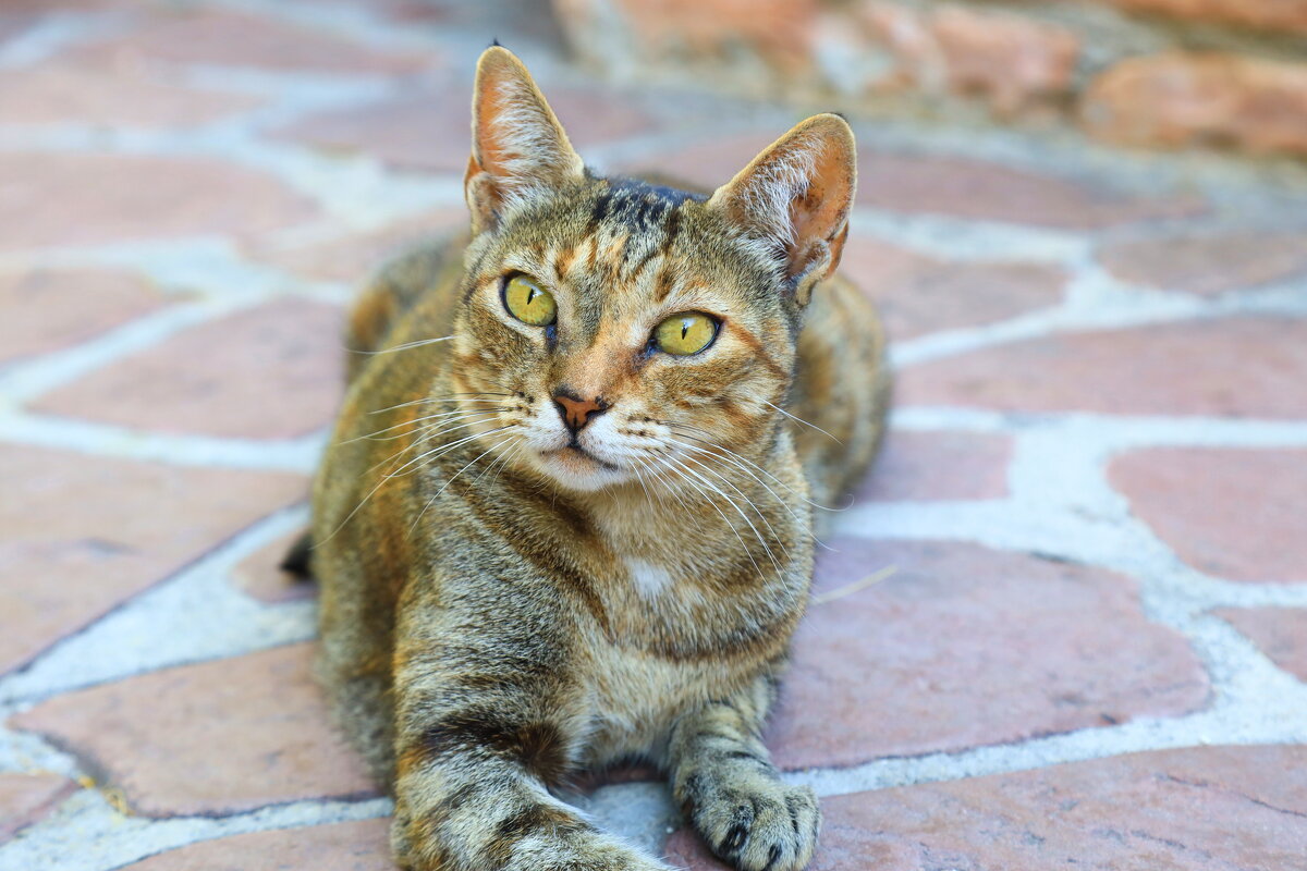 Монастырский котик. - Оля Богданович