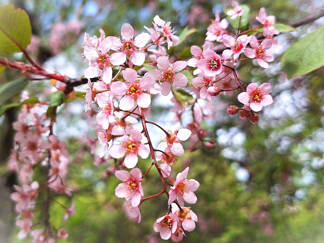Черемуха - Наталья 