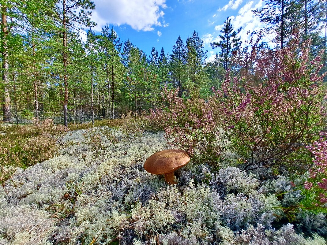 Сезон белых. - Юрий 
