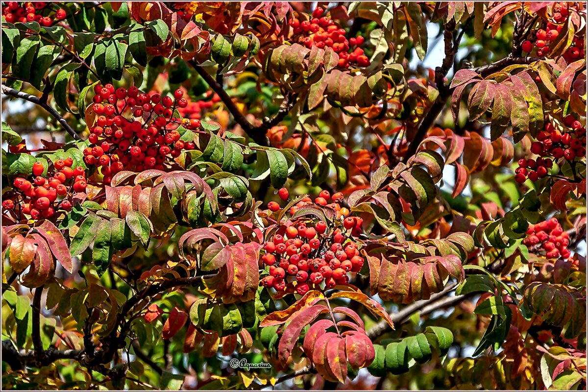 Про осень... - Aquarius - Сергей Про осень... - Aquarius - Сергей