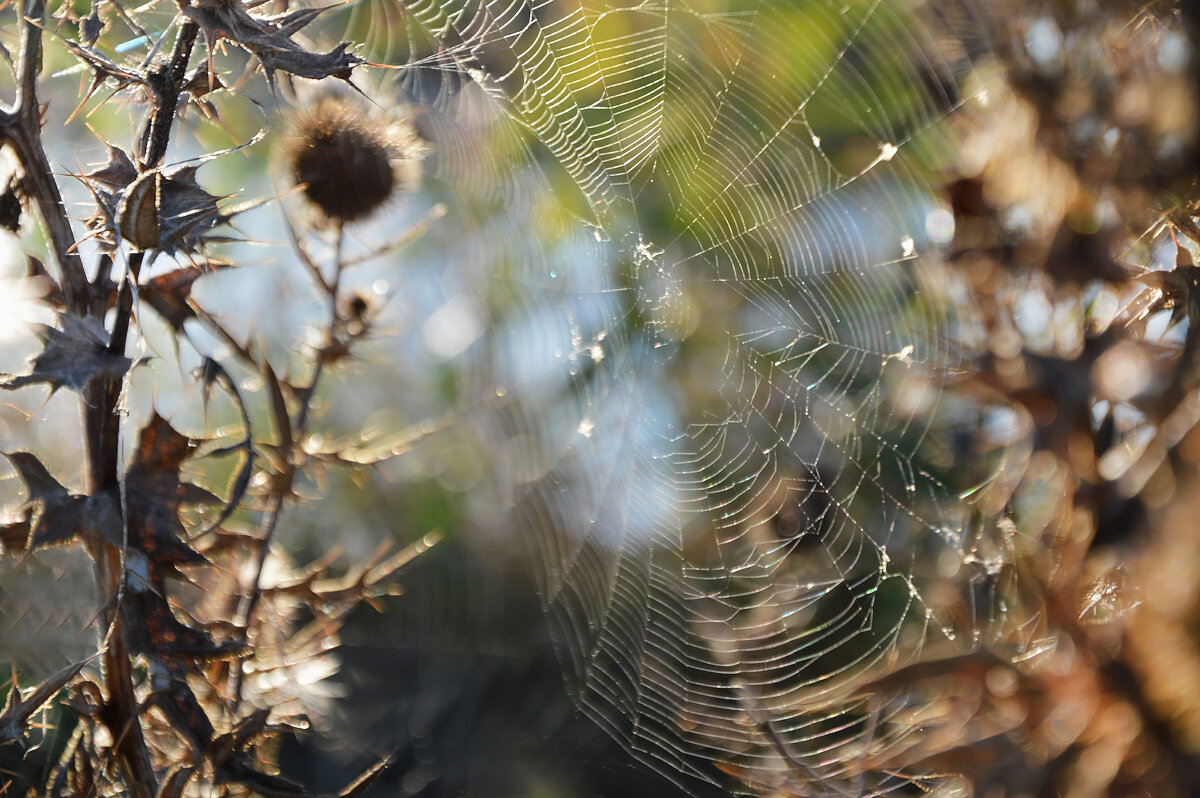 *** - Надежда Куркина 