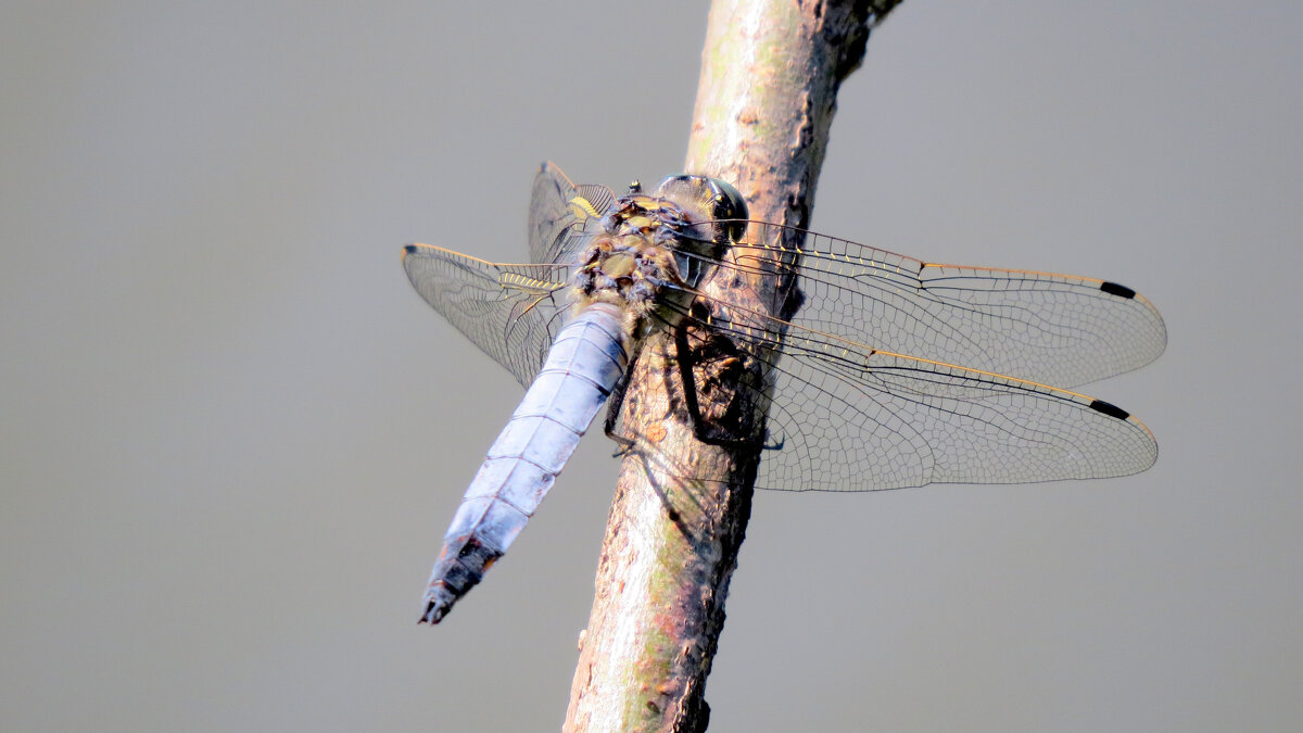 опять про стрекоз 29 - Александр Прокудин