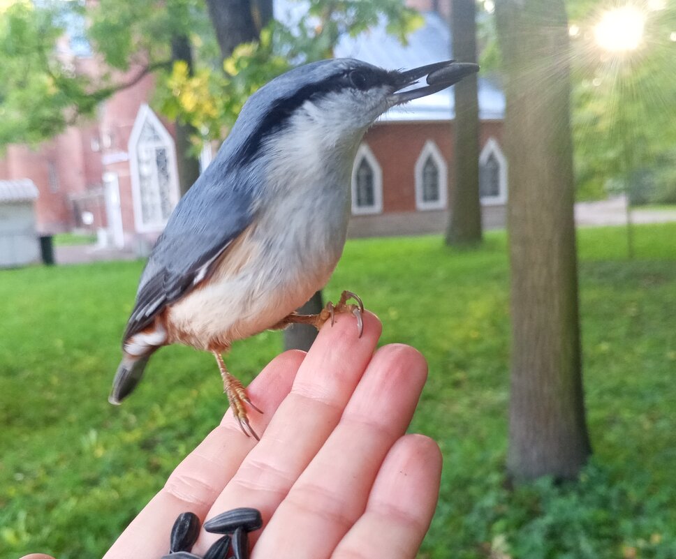 Поползень - Сапсан 