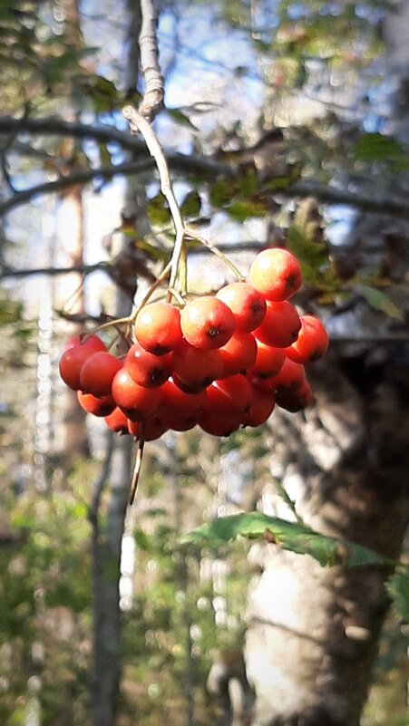 Сентябрь - Наталья Герасимова