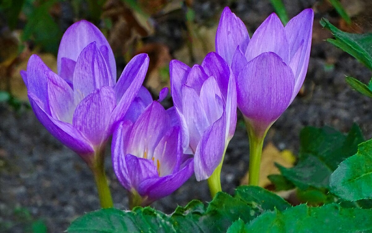 Безвременники на городской клумбе. - Милешкин Владимир Алексеевич 