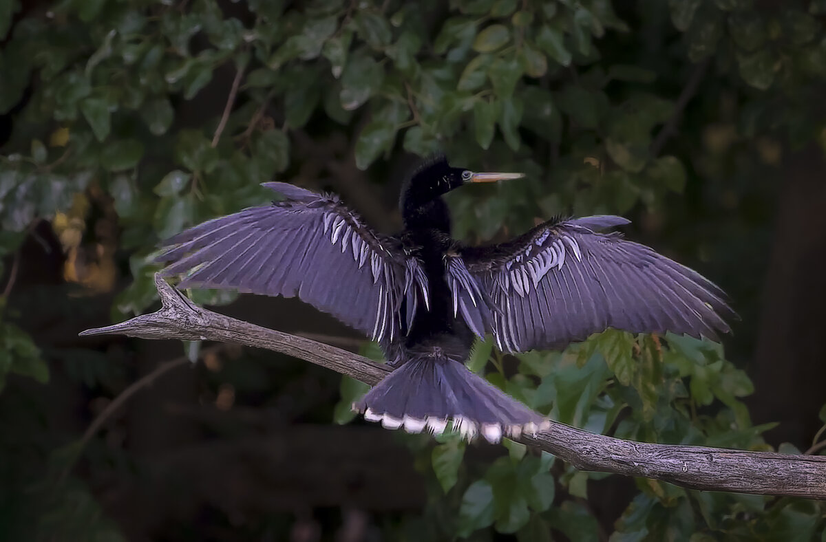 Американская змеешейка - Aleksey Afonin