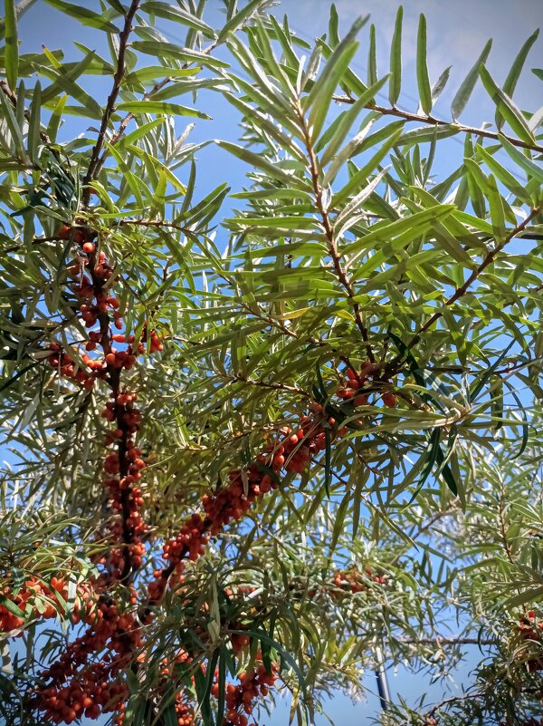 Облепиха в парке Тондираба - Veera V