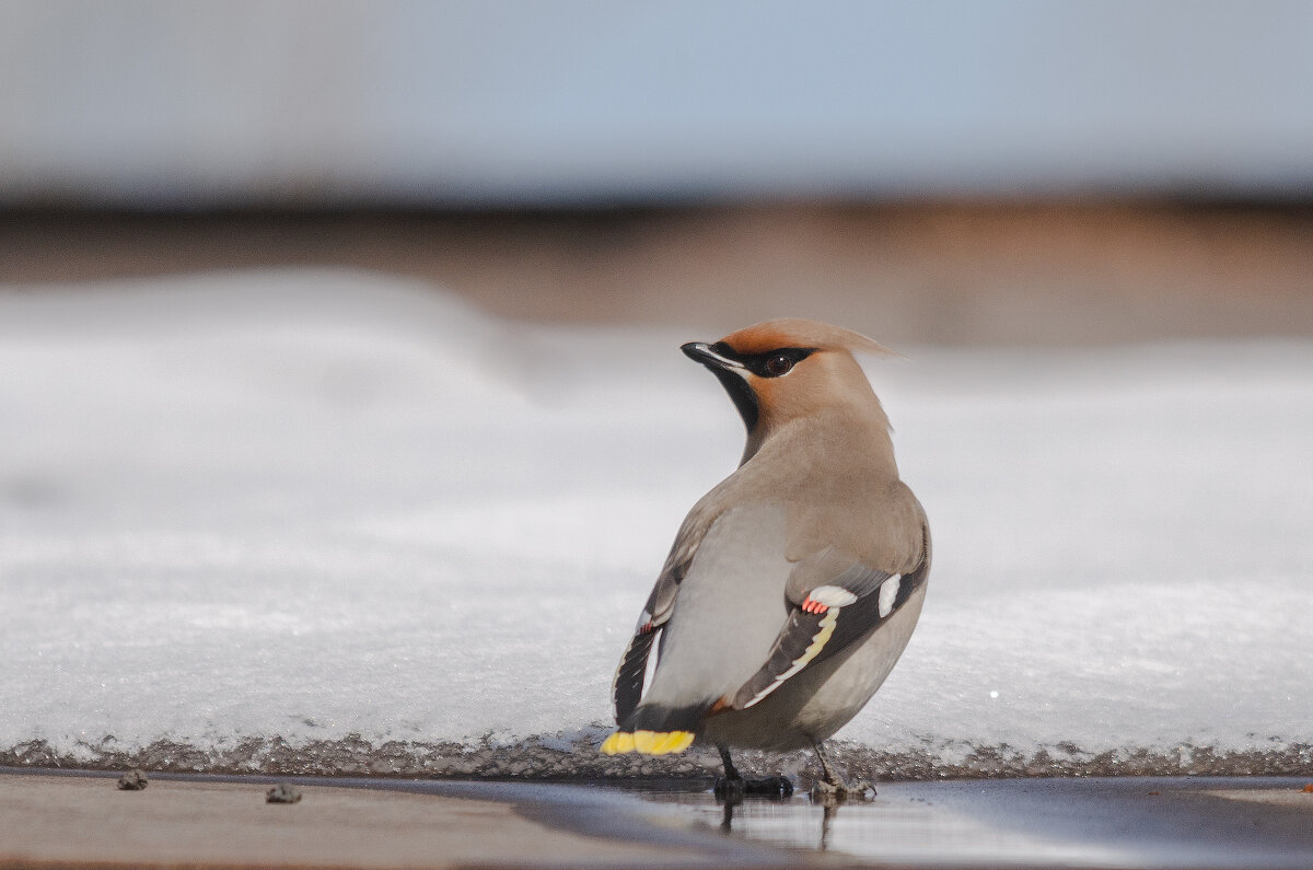 Свиристель - Виктор Иванович Чернюк Свиристель - Виктор Иванович Чернюк