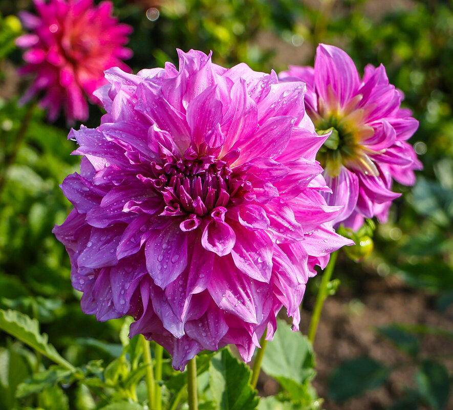 Георгина - Анатолий Шумилин