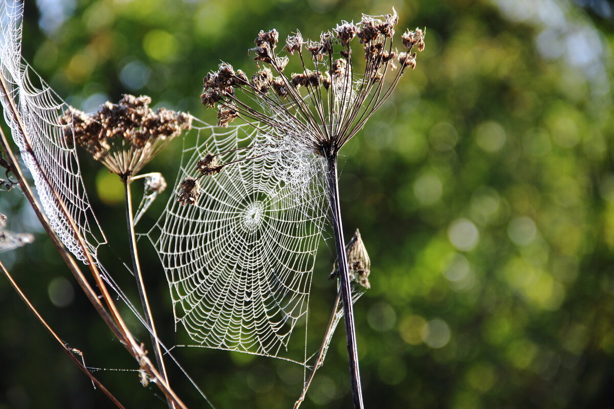 Пусть меня научит.. - Евгений Корьевщиков