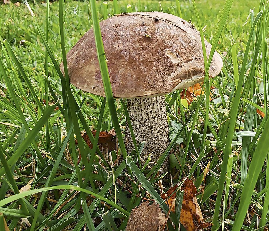 На даче вырос - Валерий Иванович