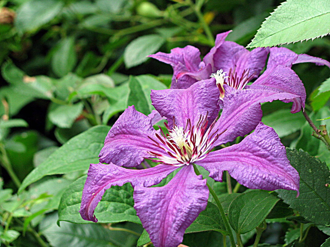 Цветы. - Владимир Драгунский