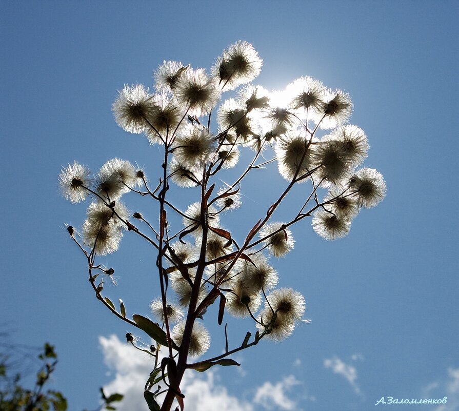 Сентябрьские мотивы... - Андрей Заломленков
