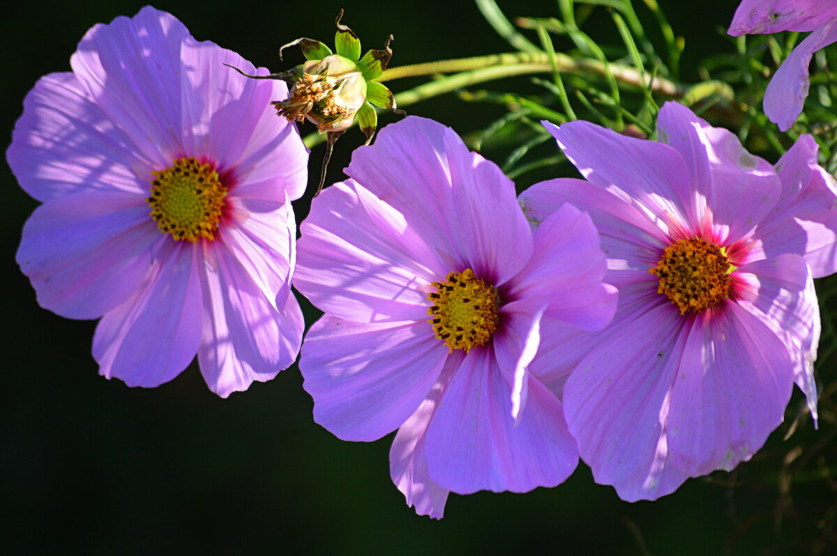 Бабье лето - Татьяна Лютаева