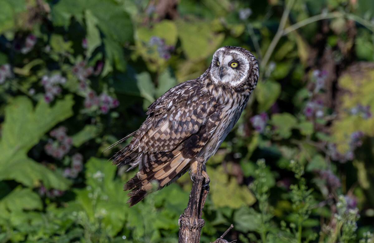 сова болотная. - юрий макаров