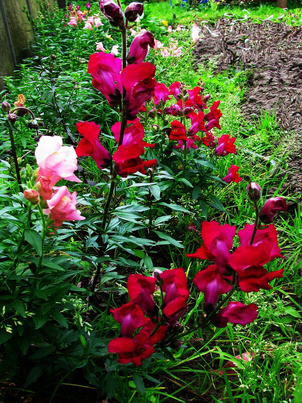 Львиный зев цветёт - Людмила Смородинская