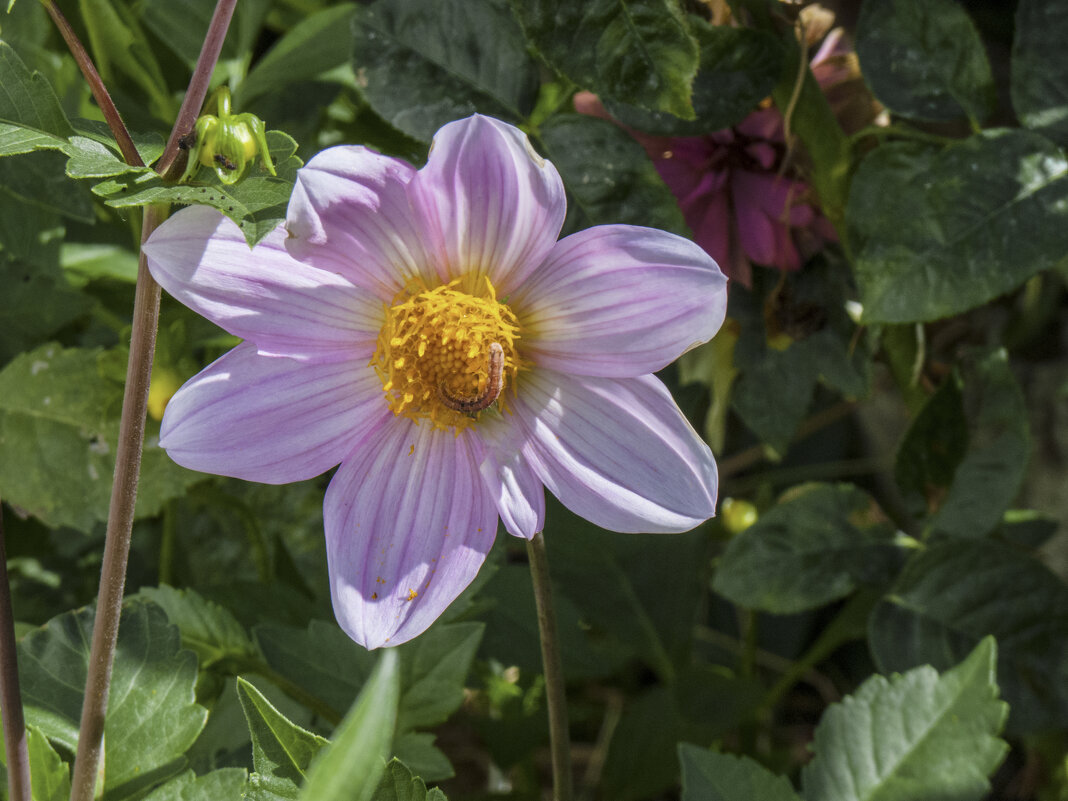 Сиреневая георгина - Валентин Семчишин
