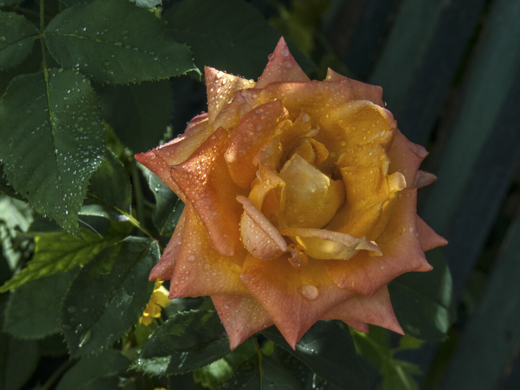 Оранжевая  роза Флорибунда - Валентин Семчишин