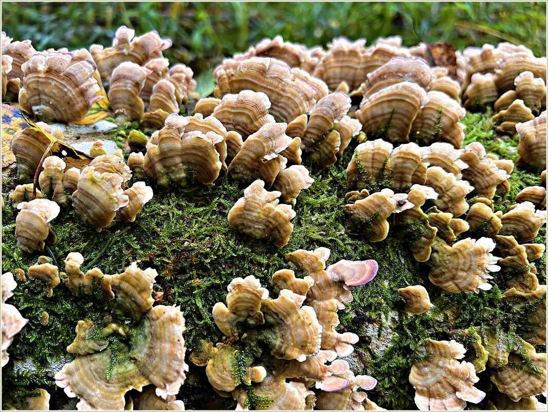 Трутовик Траметес  разноцветный. - Валерия Комова