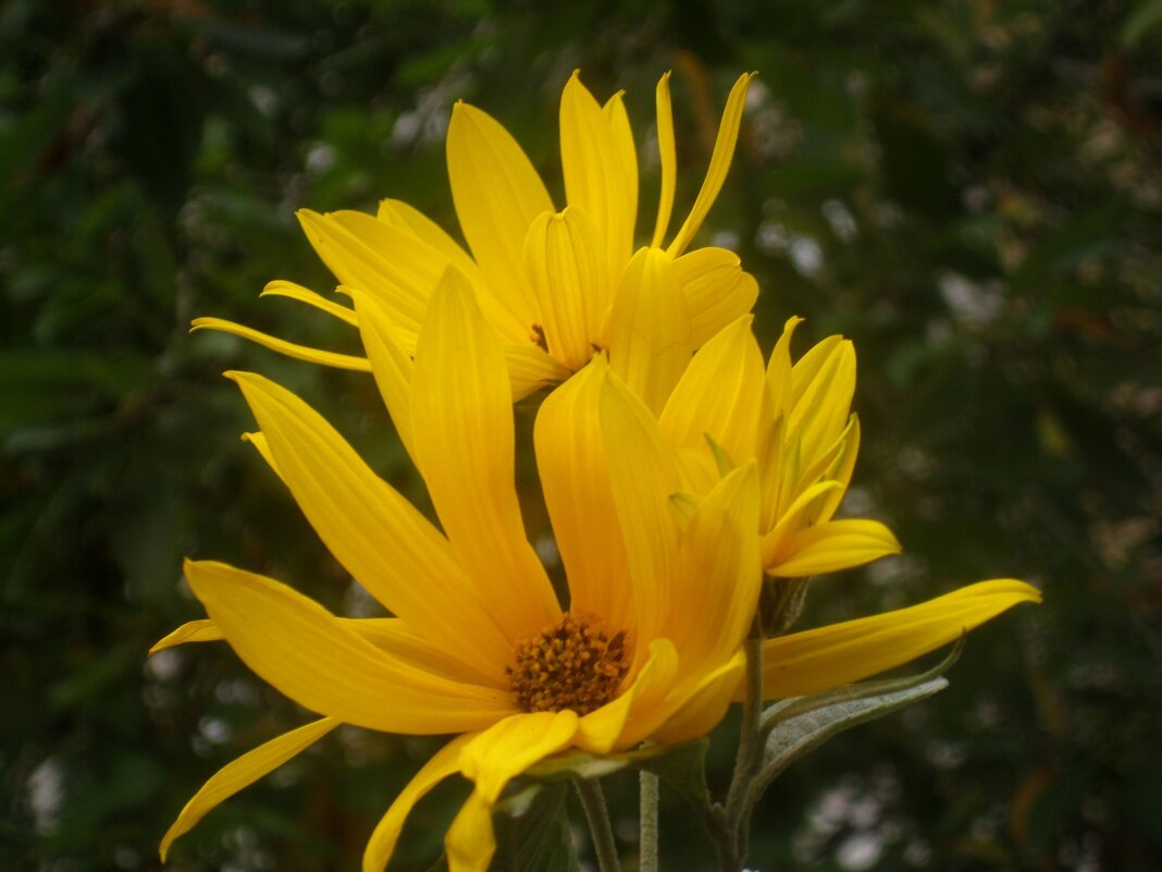 Осеннее - Елена Семигина