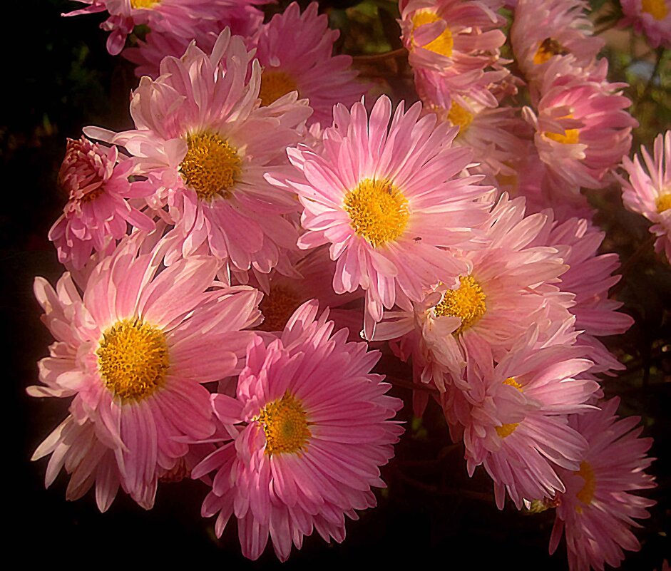 Море хризантем - Елена Семигина