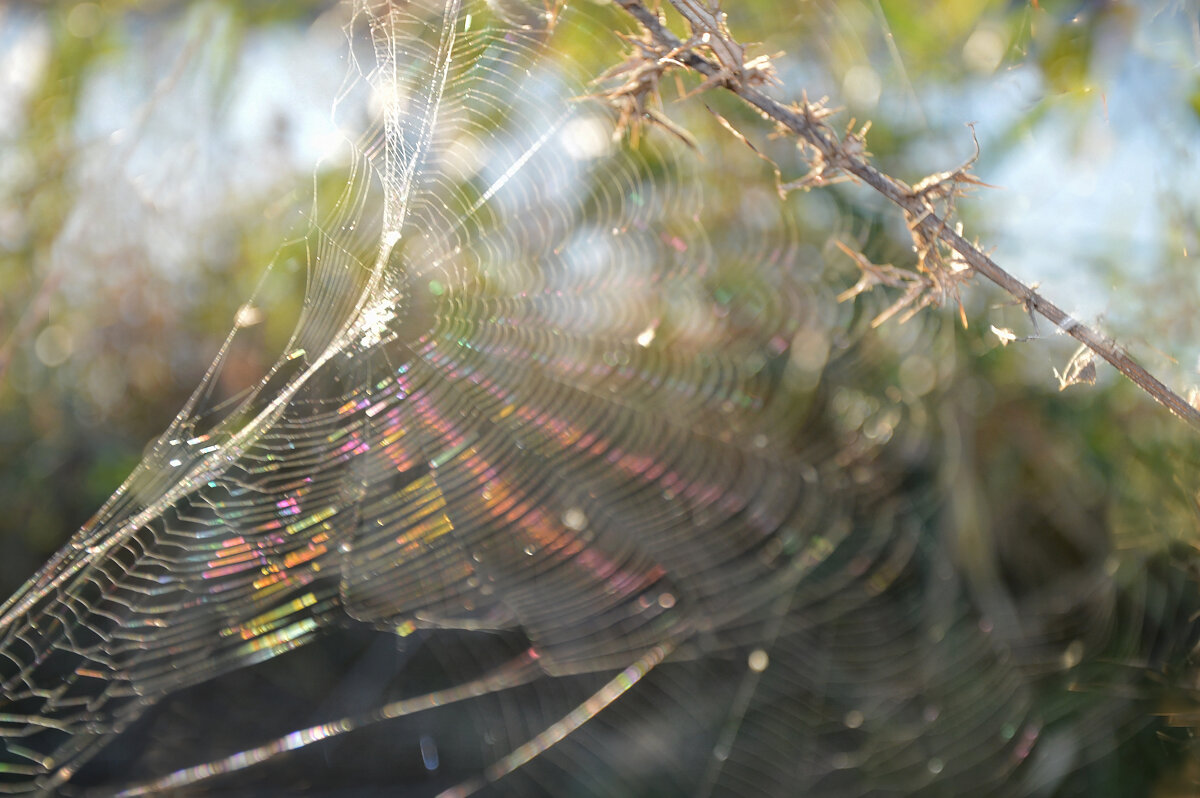 Осень снова раскрывает веера... - Надежда Куркина 