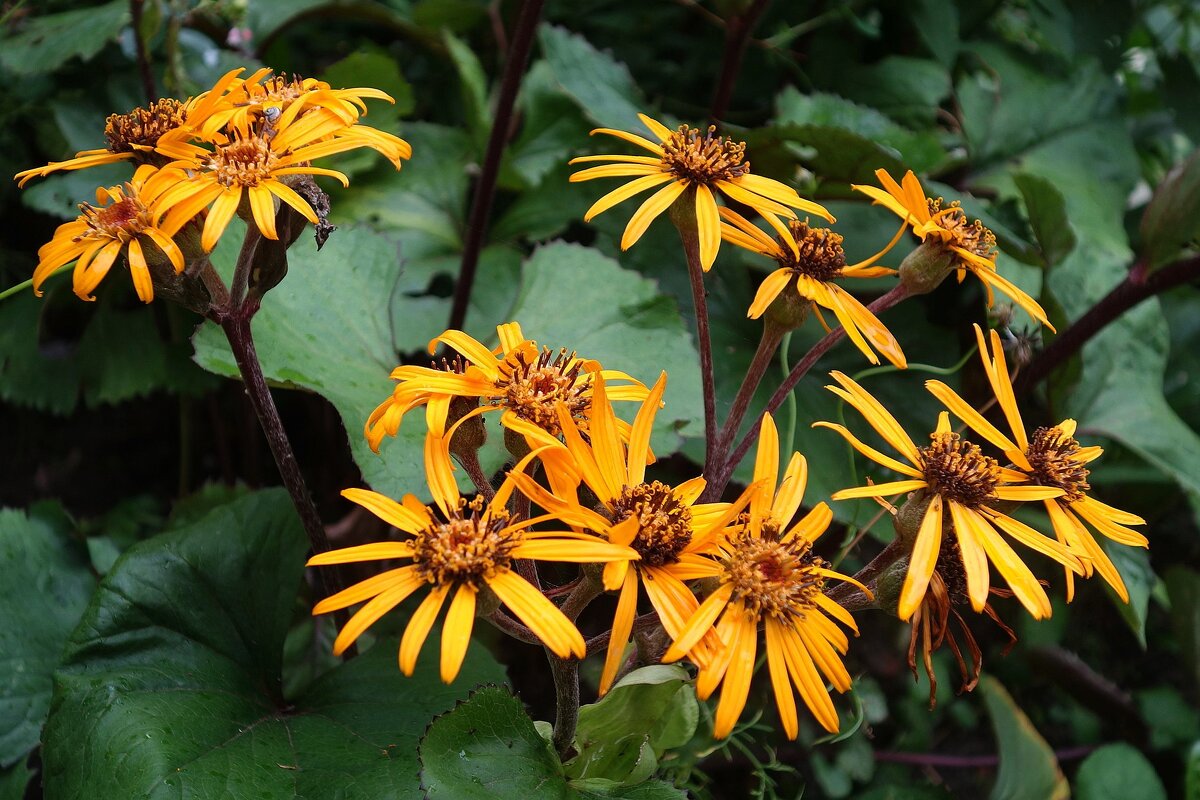 Бузульник - Рита Симонова